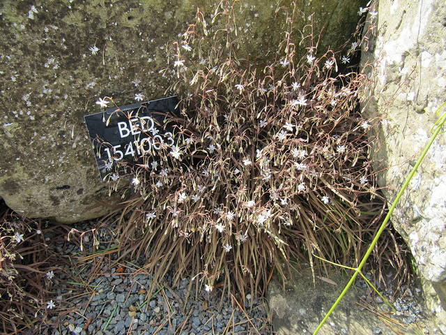 Arthropodium minus (Arthropodium minus)