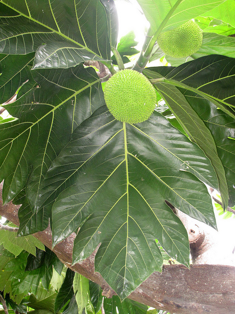 Arbre à pain