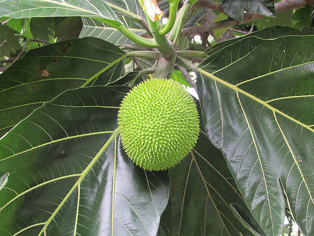 Arbre à pain