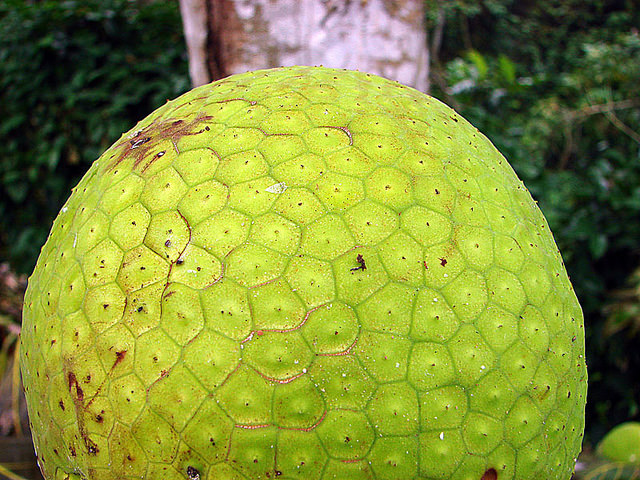Arbre à pain (Artocarpus altilis)