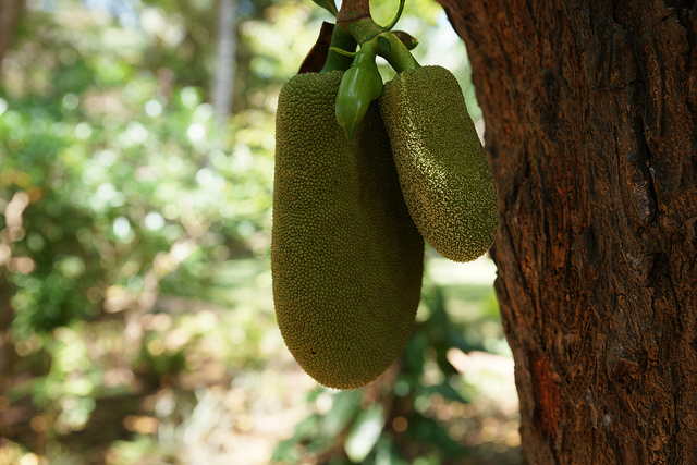 Pomme de jacque