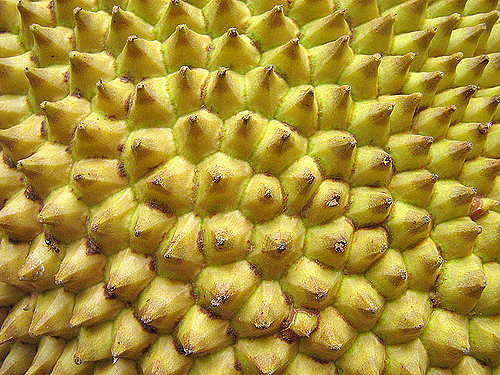 Pomme de jacque