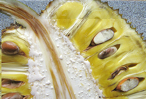 Pomme de jacque