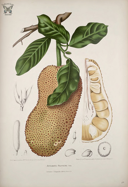 Artocarpus integer