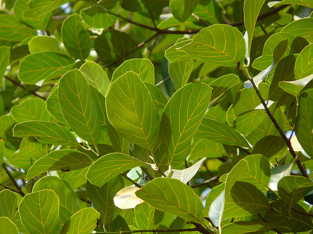Artocarpus integer