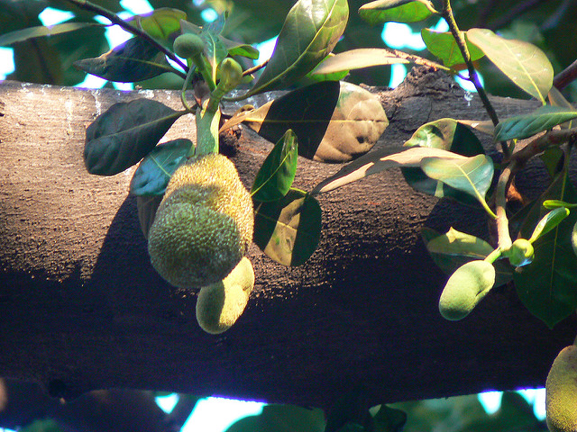 Artocarpus integer