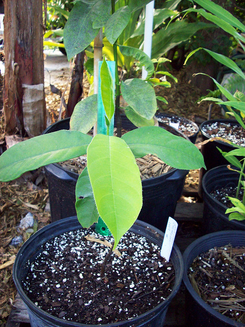 Artocarpus integer