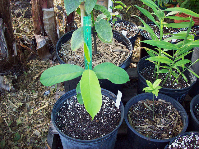 Artocarpus integer
