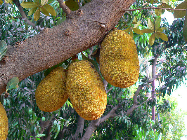 Artocarpus integer (Artocarpus integer)