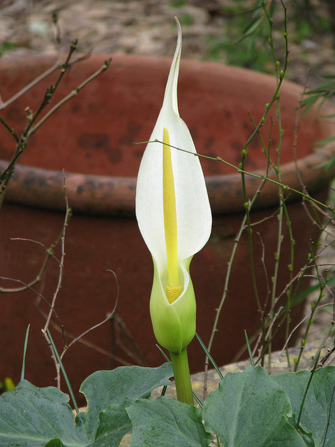 Arum creticum