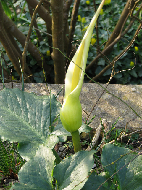 Arum creticum