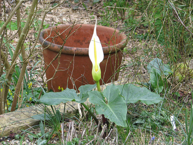 Arum creticum