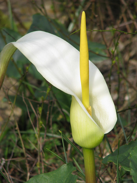 Arum creticum