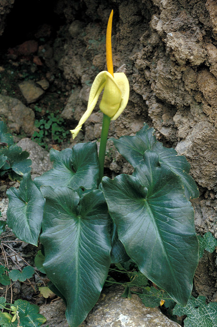 Arum creticum