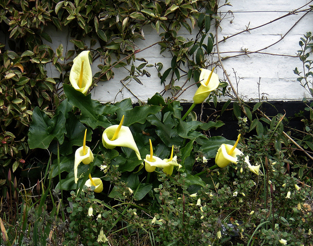 Arum creticum