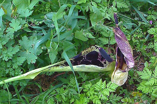 Arum dioscoridis (Arum dioscoridis)