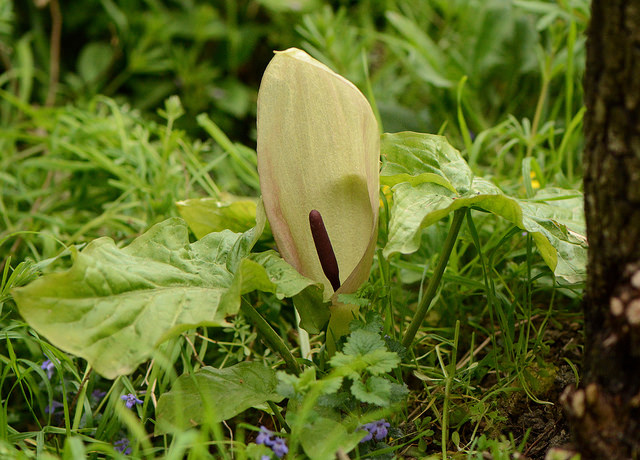 Arum italicum