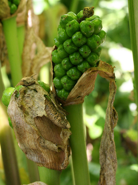 Arum italicum