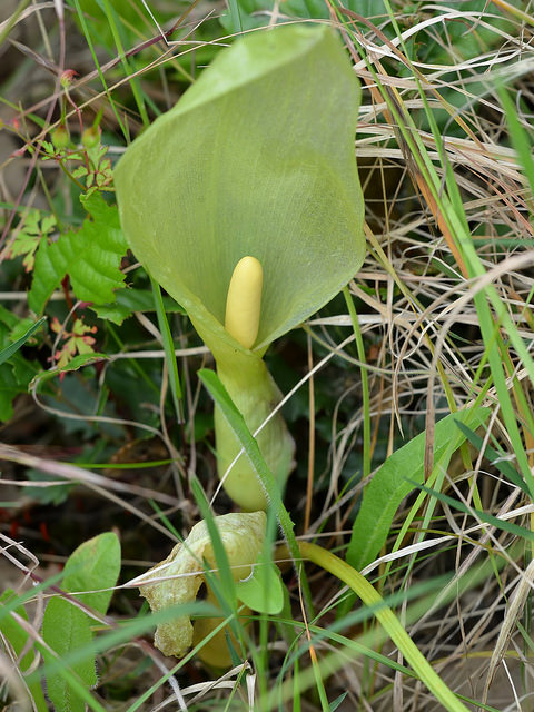 Arum italicum