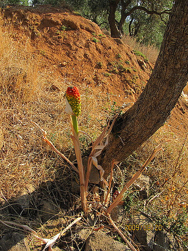 Arum italicum