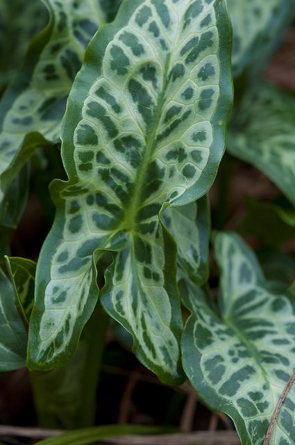 Arum italicum