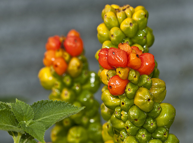 Arum italicum (Arum italicum)