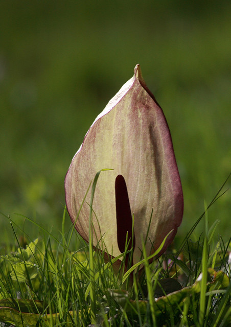 Arum tacheté