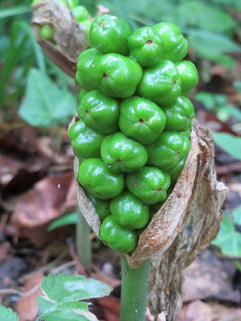 Arum tacheté