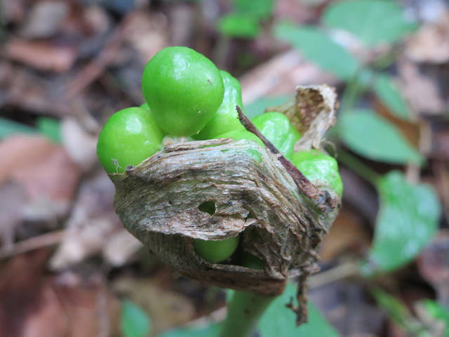 Arum tacheté