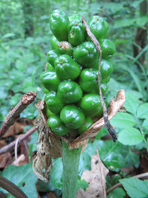 Arum tacheté