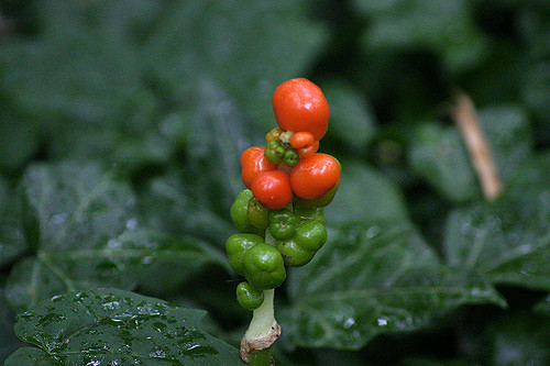 Arum tacheté (Arum maculatum)