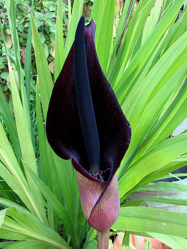 Arum palaestinum (Arum palaestinum)