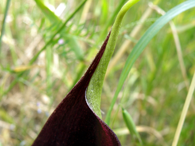Arum palaestinum
