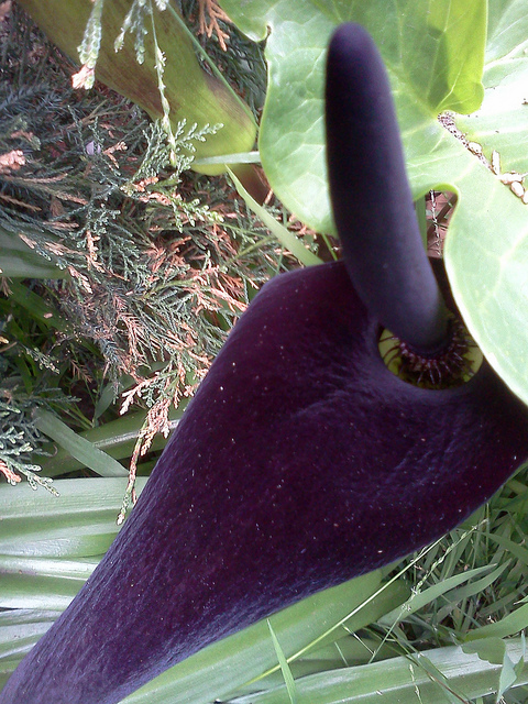Arum palaestinum