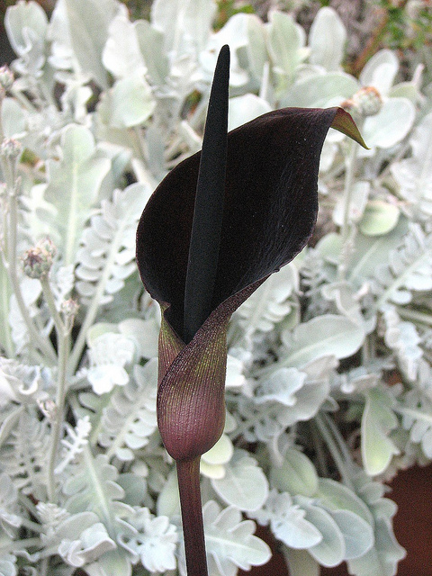Arum palaestinum