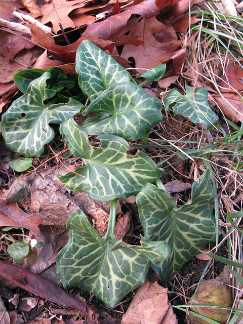 Arum peint