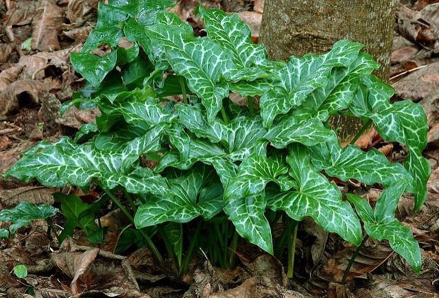 Arum peint