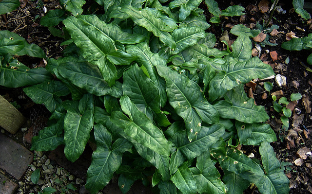 Arum peint
