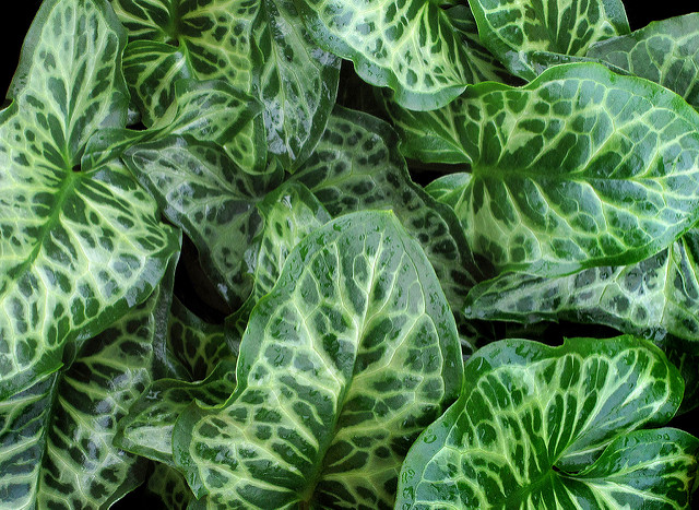 Arum peint