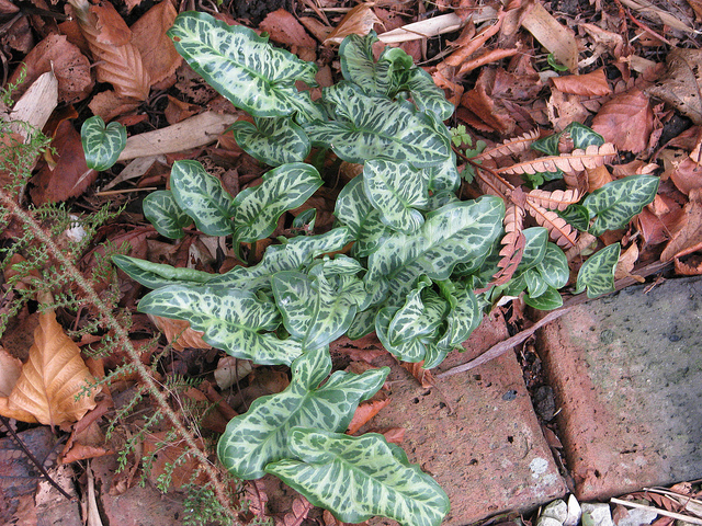 Arum peint (Arum pictum)