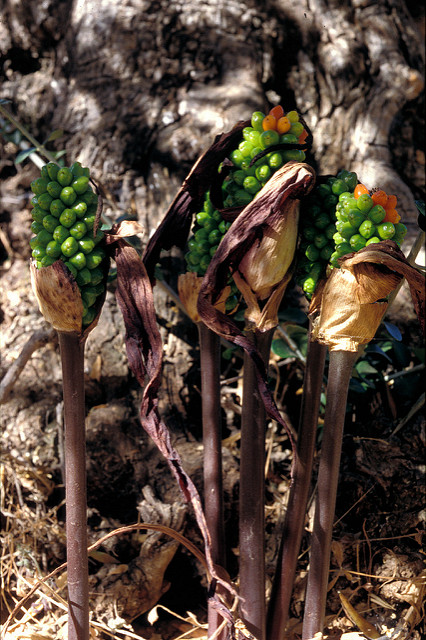 Arum purpureospathum (Arum purpureospathum)