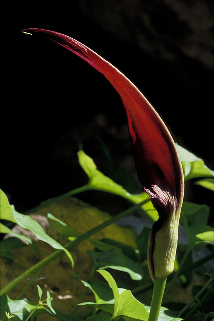 Arum purpureospathum