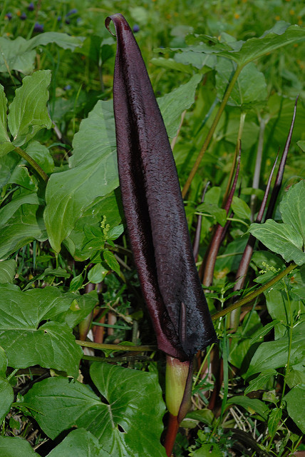 Arum purpureospathum