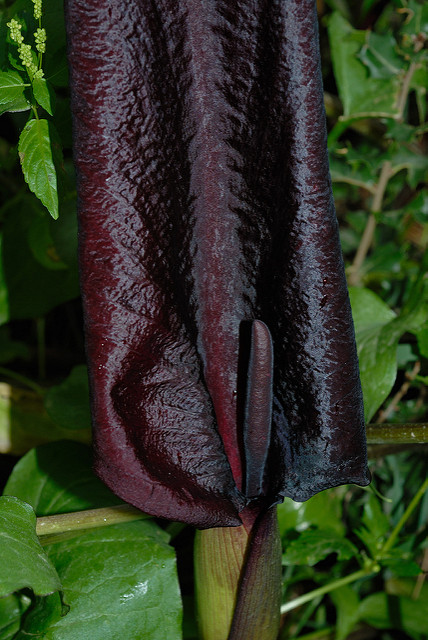 Arum purpureospathum