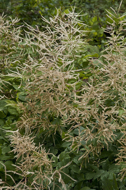 Barbe-de-bouc (Aruncus dioicus)
