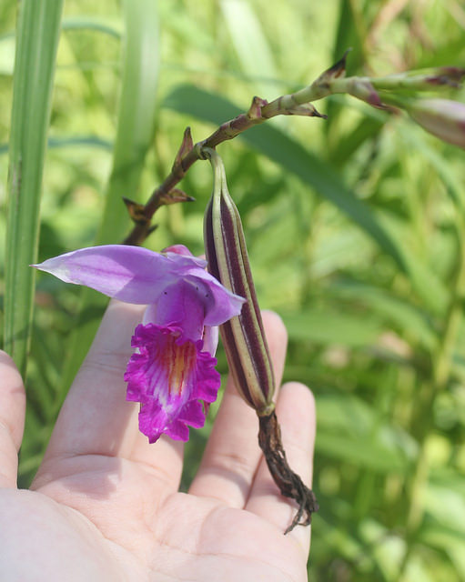 Arundina graminifolia