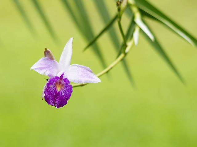 Arundina graminifolia (Arundina graminifolia)