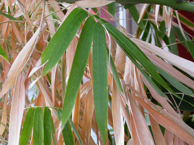 Arundinaria gigantea