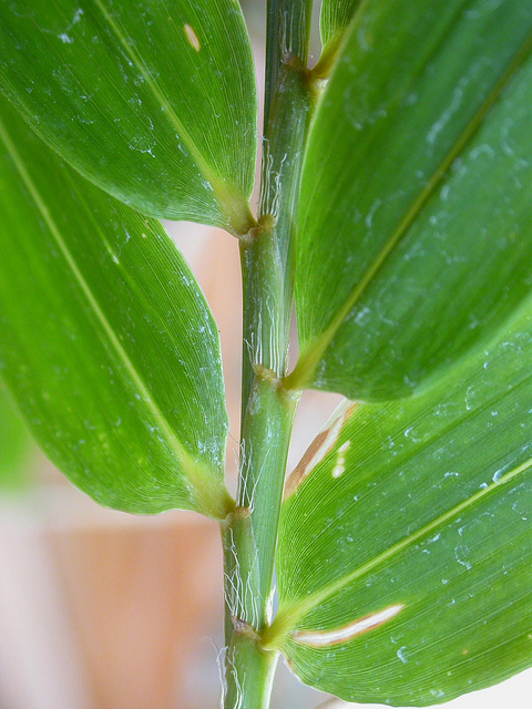 Arundinaria gigantea