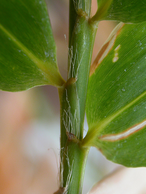 Arundinaria gigantea